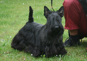 Gracie, gehandelt von Sybille Gerlach.