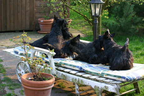 Alle Hunde auf der Liege