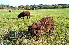 Schafe auf Sylt